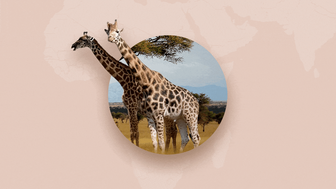 06_Activities_safari_FullComp
